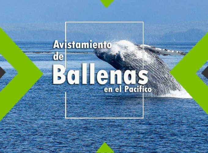 Avistamiento de Ballenas en el Océano Pacifico
