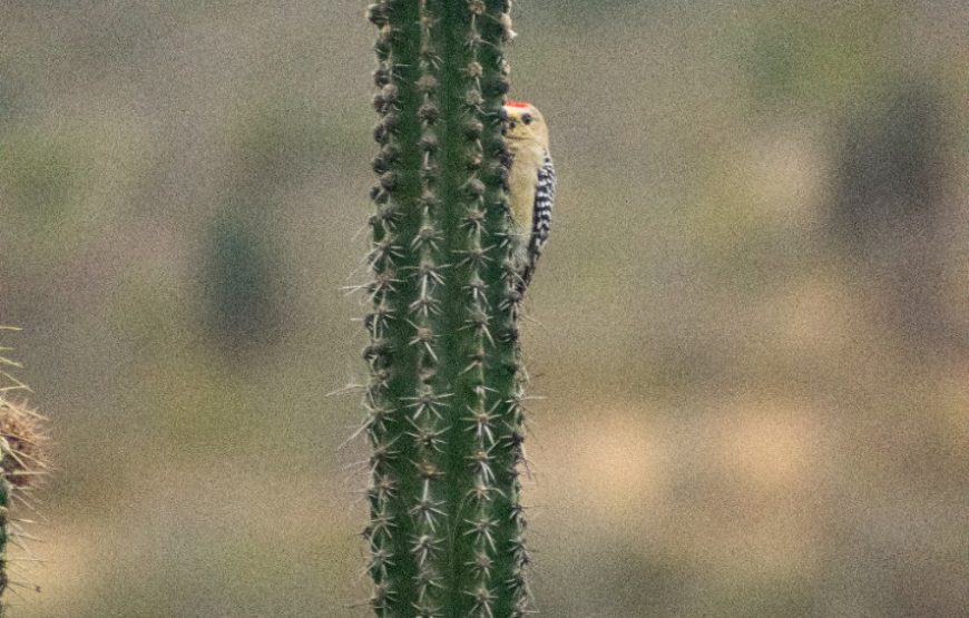 Tour Mano del Gigante y desierto de la Tatacoa