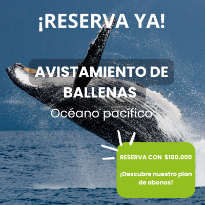 pop up ballenas